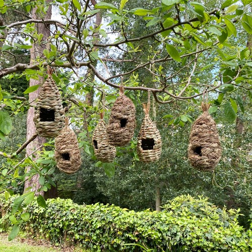 Bird nest nesting rooster pack - bird,